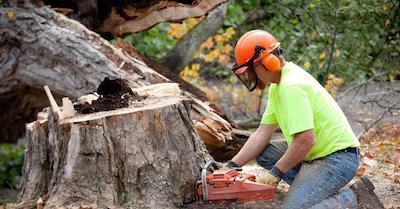 stump removal in Elizabeth