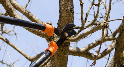 tree pruning in Elizabeth, NJ