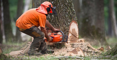 tree removal in Elizabeth