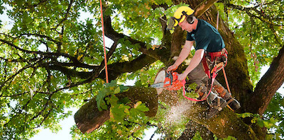 tree trimming in Elizabeth, NJ